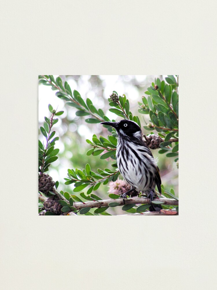 Alternate view of New Holland Honey Eater Photographic Print