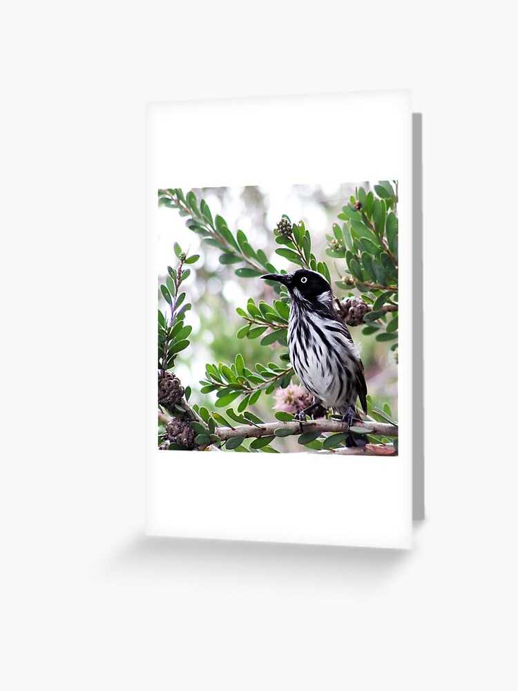 Thumbnail 1 of 2, Greeting Card, New Holland Honey Eater designed and sold by Andreas Koepke.