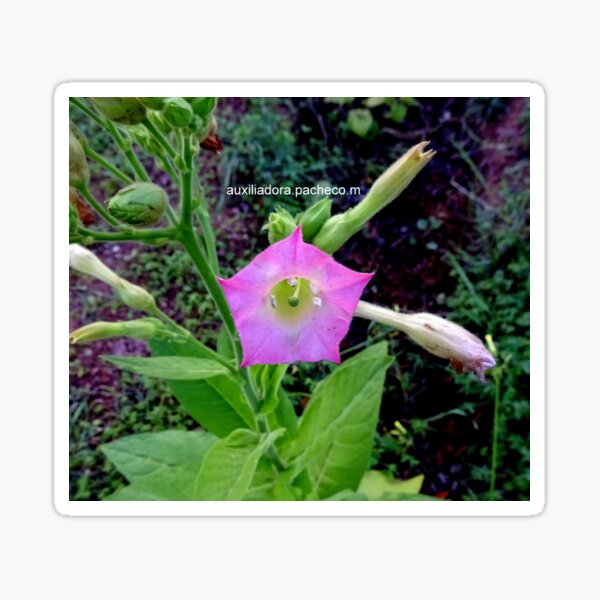 Flor de tabaco 2 - Tobacco flower 2 Pegatina