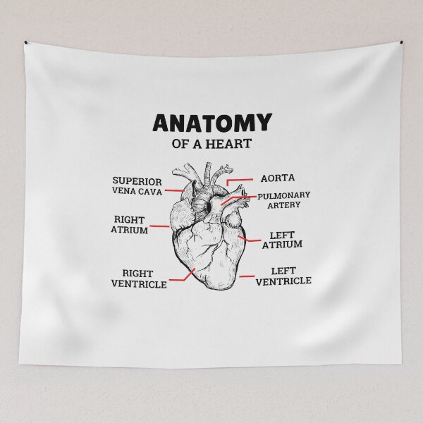 Item preview, Heart Basic Anatomy Medical designed and sold by 5thseason-shop.