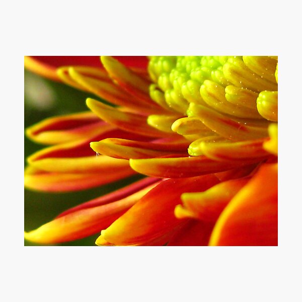 Autumn Flower 1 Photographic Print