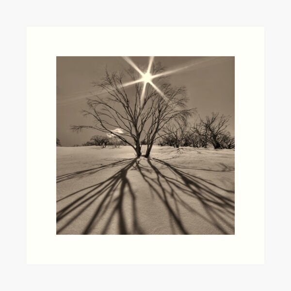 Item preview, Burnt snowgums near Mount Cobbler designed and sold by Kevin McGennan.