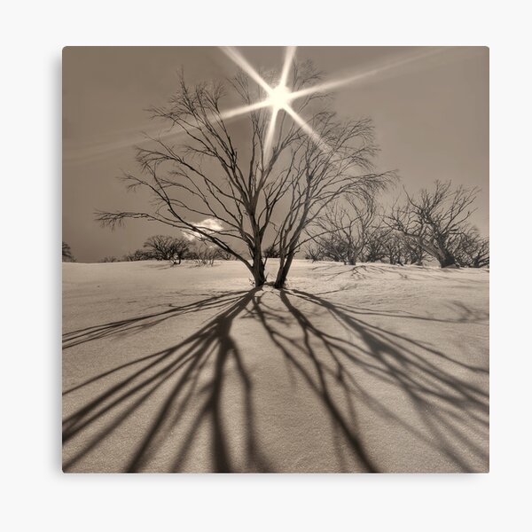 Item preview, Burnt snowgums near Mount Cobbler designed and sold by Kevin McGennan.