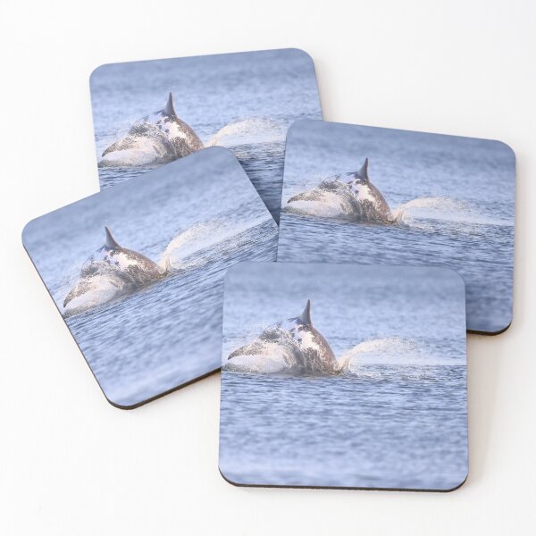Item preview, Amazing Spirtle bottlenose designed and sold by chanonry.