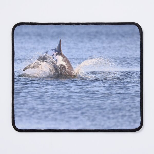 Item preview, Amazing Spirtle bottlenose designed and sold by chanonry.
