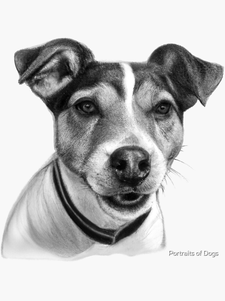 Jack Russell Terrier Drawing Beautiful Dog Art