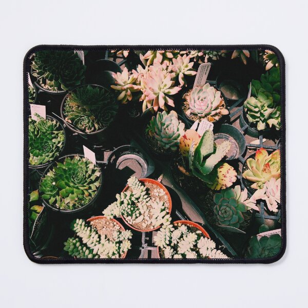 Item preview, sun-bathed succulents designed and sold by yoonjae.