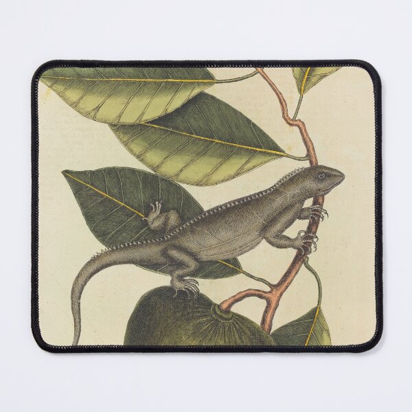 Item preview, Mark Catesby Iguana Botanical Etching, 18th Century designed and sold by Natural History Prints.