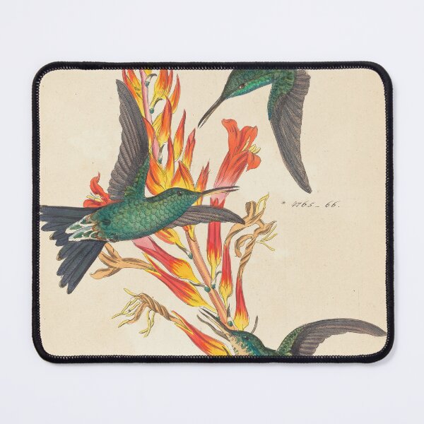 Item preview, Hummingbirds Vintage Botanical Print designed and sold by Natural History Prints.