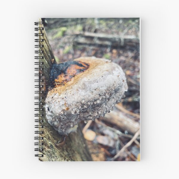 Item preview, Polypore designed and sold by Kelly O'Neill.