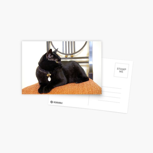 Black Cat, Orange Chair Postcard