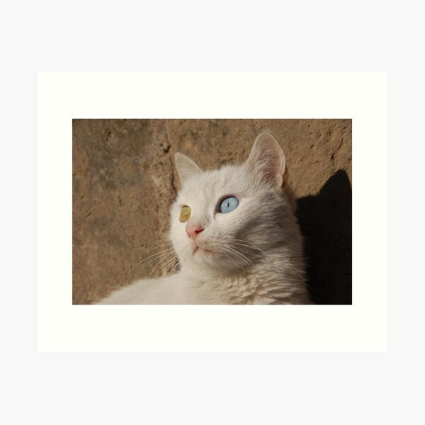 Van cat Art Print
