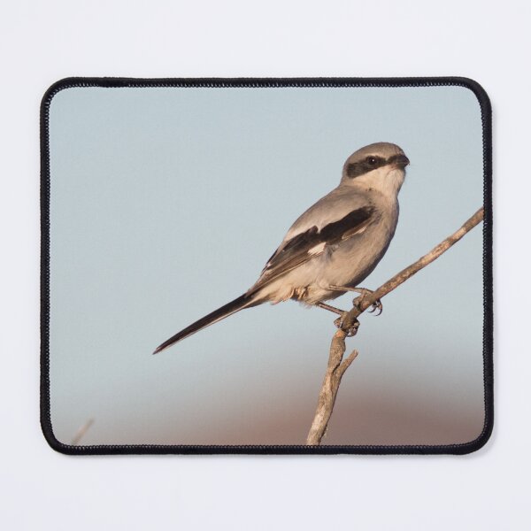 Item preview, Cute Bird Loggerhead Shrike  designed and sold by Jessica Weiss.