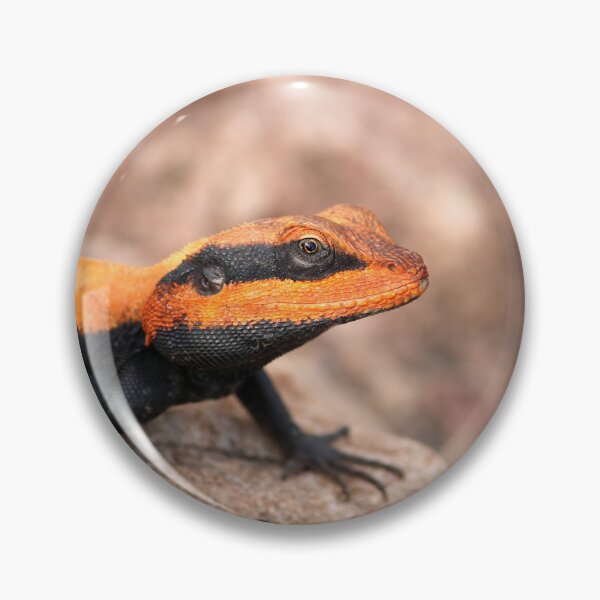 Item preview, Male Peninsular Rock Agama Lizard. designed and sold by VgBingi.