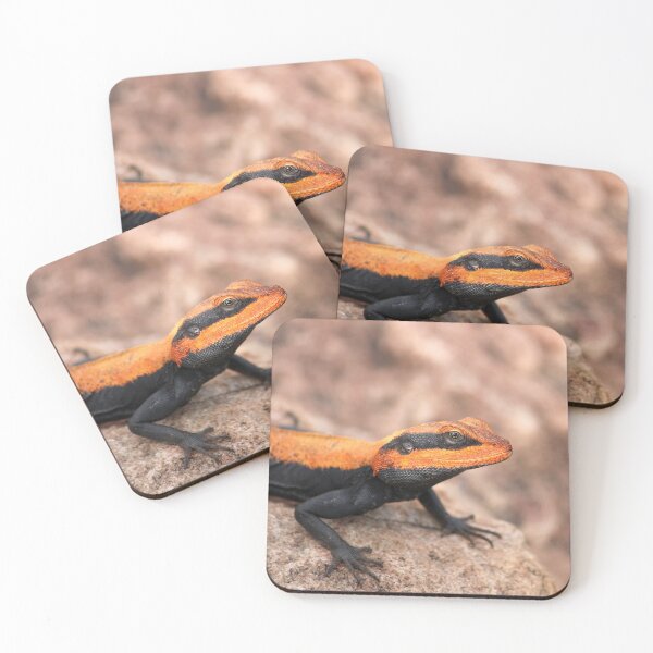 Item preview, Male Peninsular Rock Agama Lizard. designed and sold by VgBingi.