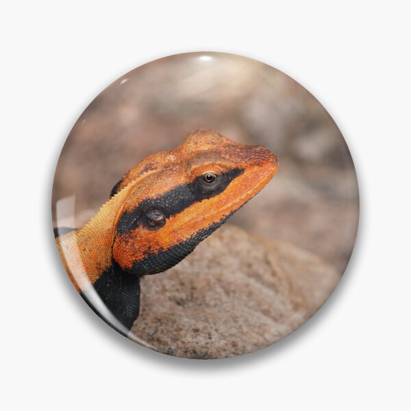 Item preview, Male Peninsular Rock Agama Lizard. designed and sold by VgBingi.