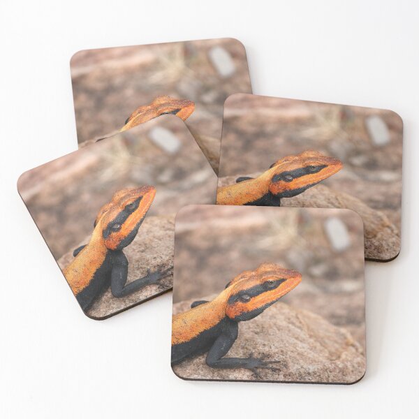 Item preview, Male Peninsular Rock Agama Lizard. designed and sold by VgBingi.