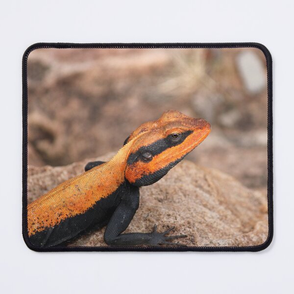 Item preview, Male Peninsular Rock Agama Lizard. designed and sold by VgBingi.