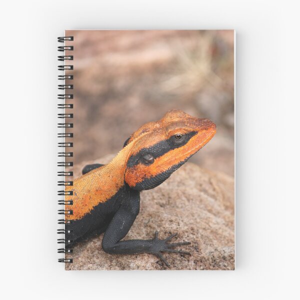 Item preview, Male Peninsular Rock Agama Lizard. designed and sold by VgBingi.