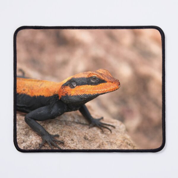 Item preview, Male Peninsular Rock Agama Lizard. designed and sold by VgBingi.