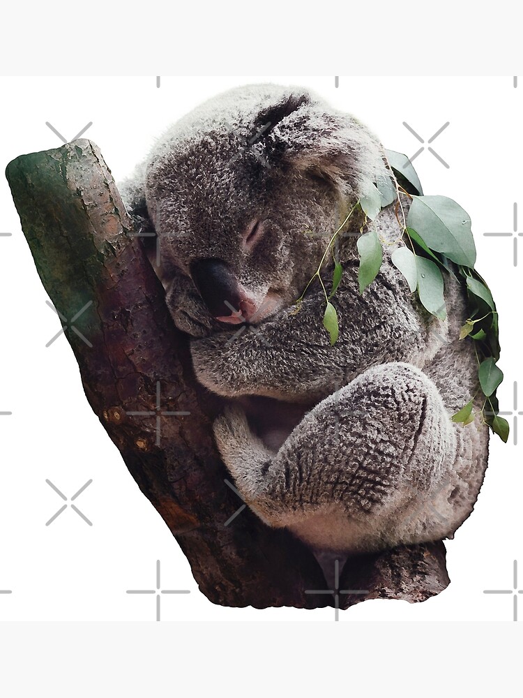 Sleeping Baby Koala: College Ruled Notebook | Cute Koala Sleeping Notebook  | Koala Bear Notebook | Gifts For Teens Girls