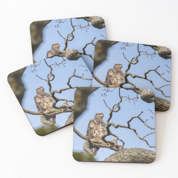 Item preview, Juvenile Eagle designed and sold by Joel Hunter.