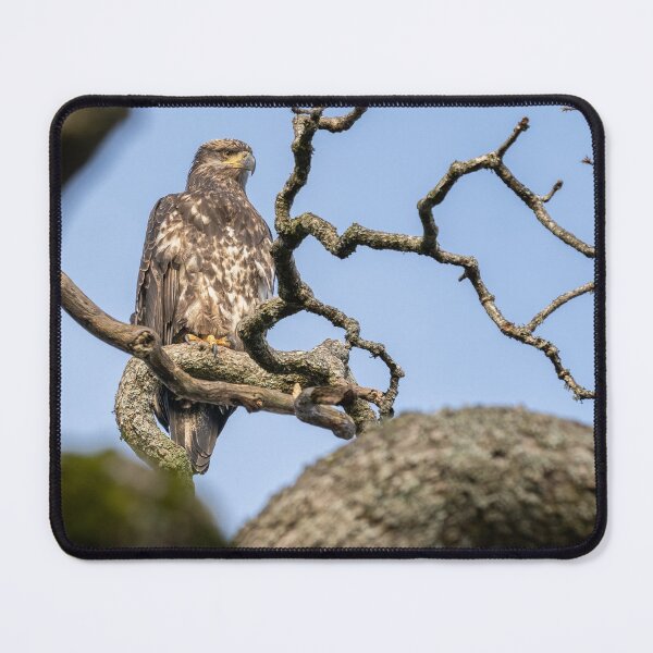 Item preview, Juvenile Eagle designed and sold by Joel Hunter.