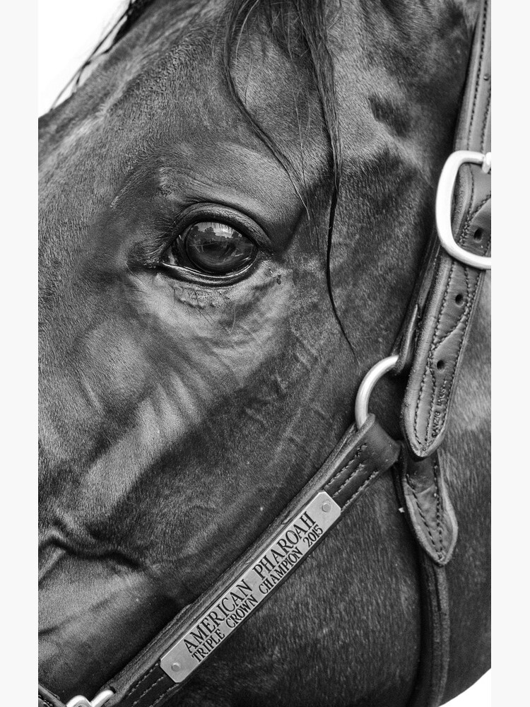 American Pharoah - Champion Racehorse Samsung Galaxy Phone Case