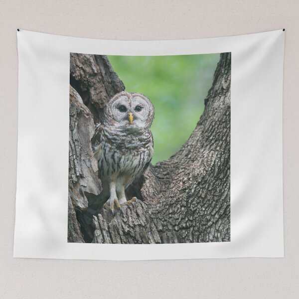Item preview, Mama Barred Owl designed and sold by Puttaswamy Ravishankar.