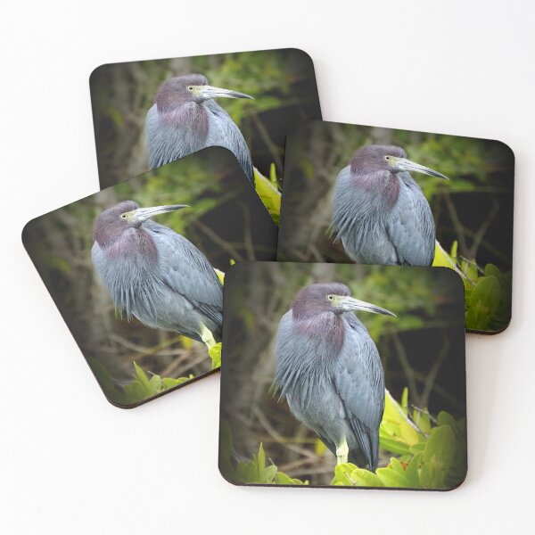 Item preview, Reddish Egret, Merritt Island Wildlife Refuge, 11-22-2022 designed and sold by Kimberly Guevarra.