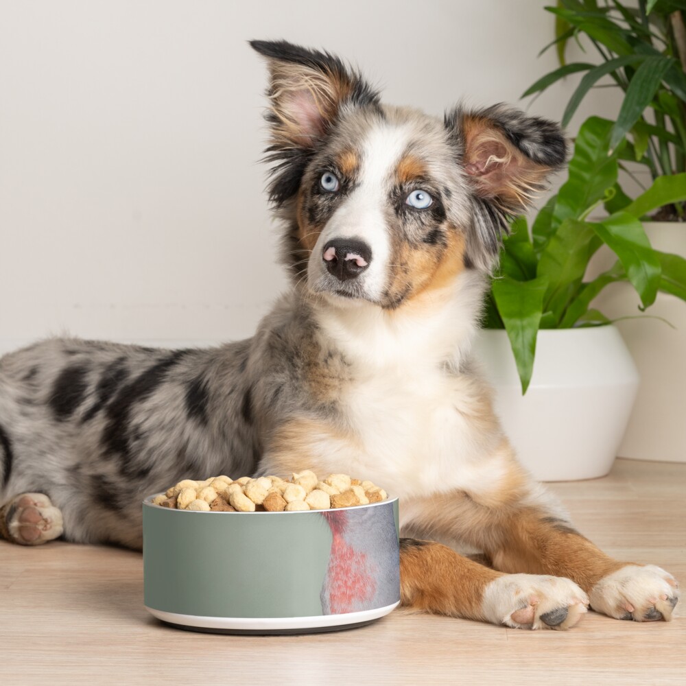Item preview, Pet Bowl designed and sold by rshankar8080.