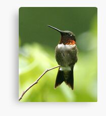 ruby throated hummingbird Canvas Print