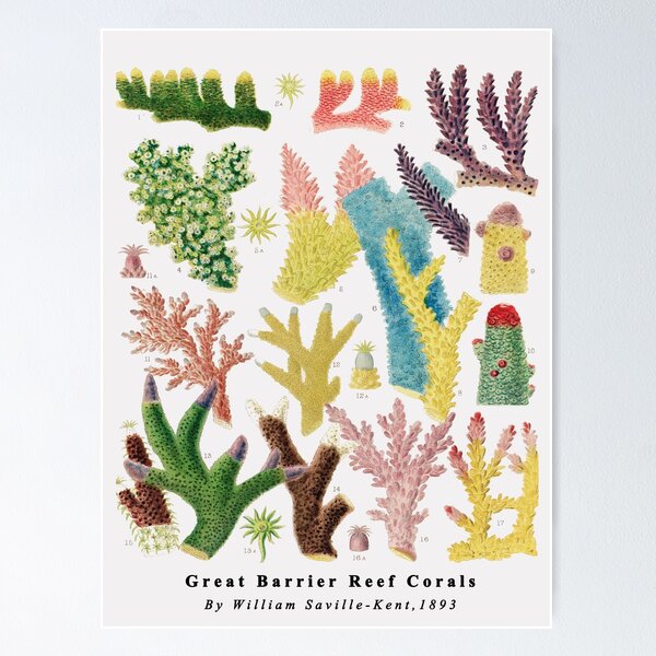 Artikel-Vorschau von Korallen des Great Barrier Reef vom Great Barrier Reef in Australien von William Saville Kent, das Great Barrier Reef in Australien, Korallenriff-Pflanzenwelt,, designt und verkauft von Tamas Das.