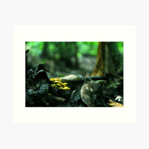 Vista previa del artículo con la obra «Pequeños hongos en el bosque», diseñado y vendido por AngelGomezStuff.