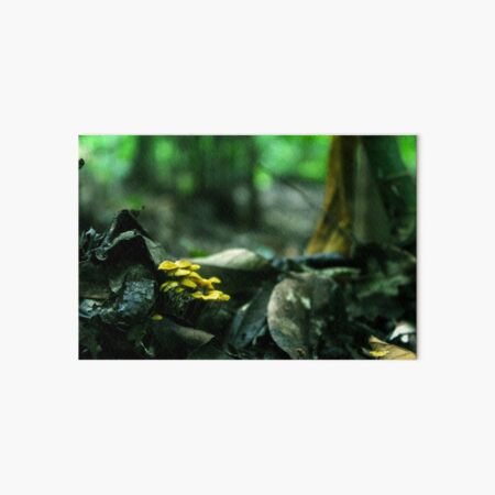 Vista previa del artículo con la obra «Pequeños hongos en el bosque», diseñado y vendido por AngelGomezStuff.