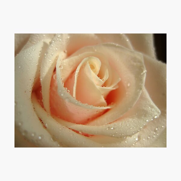 Delicate Rose Photographic Print