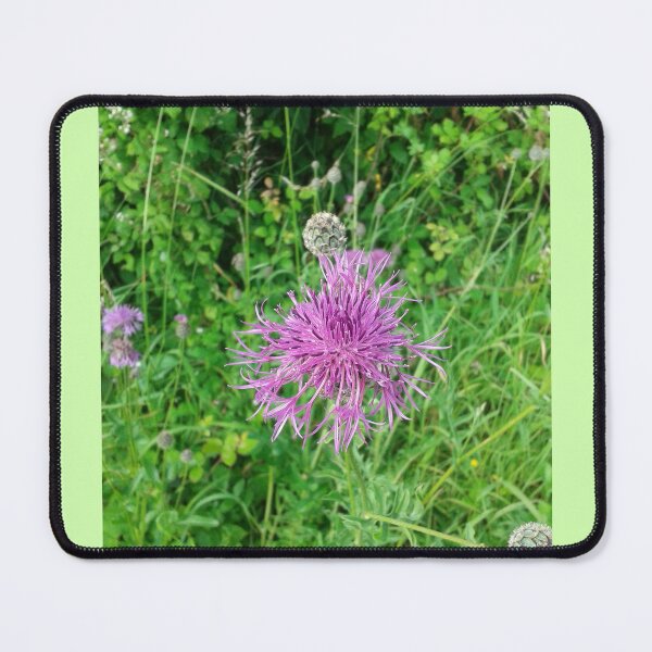 Item preview, Knapweed Flower designed and sold by SandersSP-Merch.