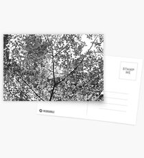 Melancholic Postcards
