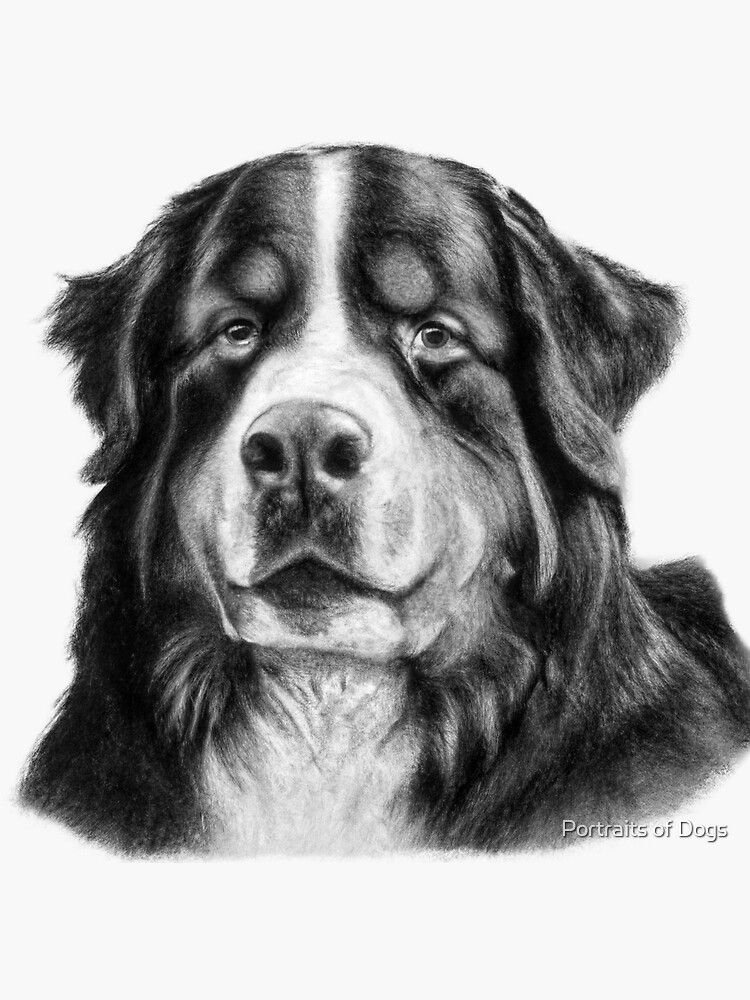 "Bernese Mountain Dog Drawing Beautiful Dog Art" Sticker for Sale by