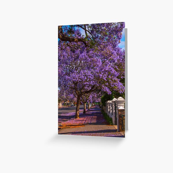 Jacaranda time Greeting Card