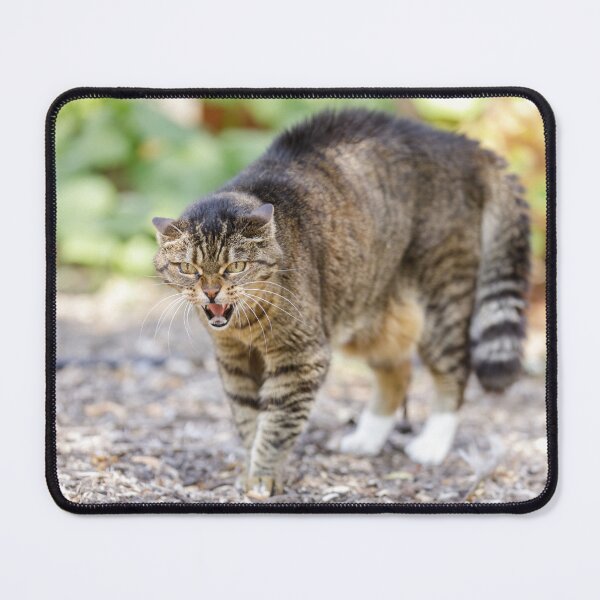 Item preview, European Shorthair Cat Hissing and Arching Back designed and sold by yhelfman.