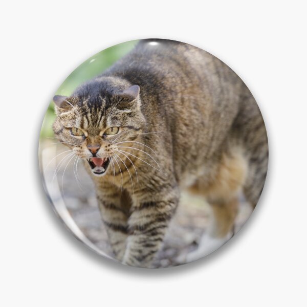 Item preview, European Shorthair Cat Hissing and Arching Back designed and sold by yhelfman.