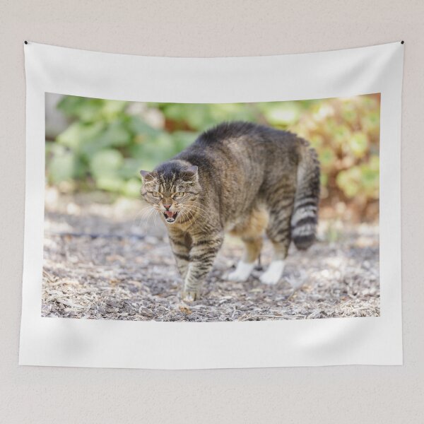 Item preview, European Shorthair Cat Hissing and Arching Back designed and sold by yhelfman.