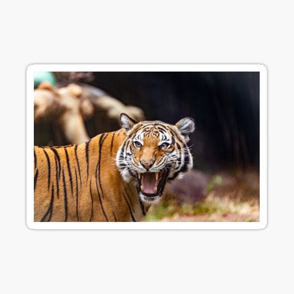 Tiger in the Woods Sticker