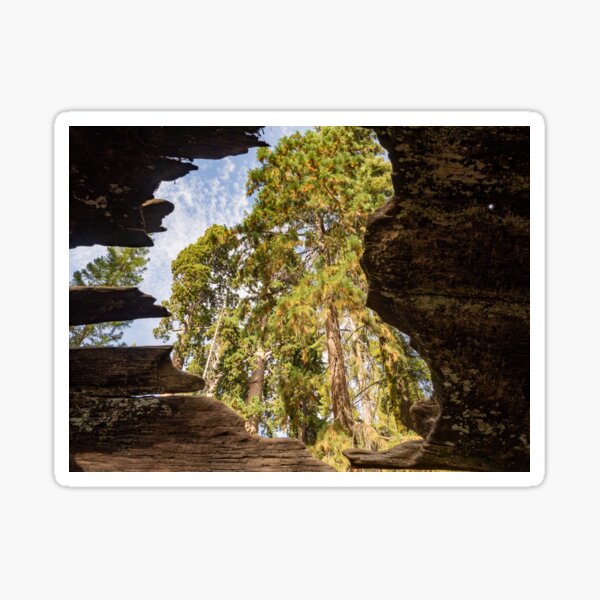 Tree in a Tree Sticker