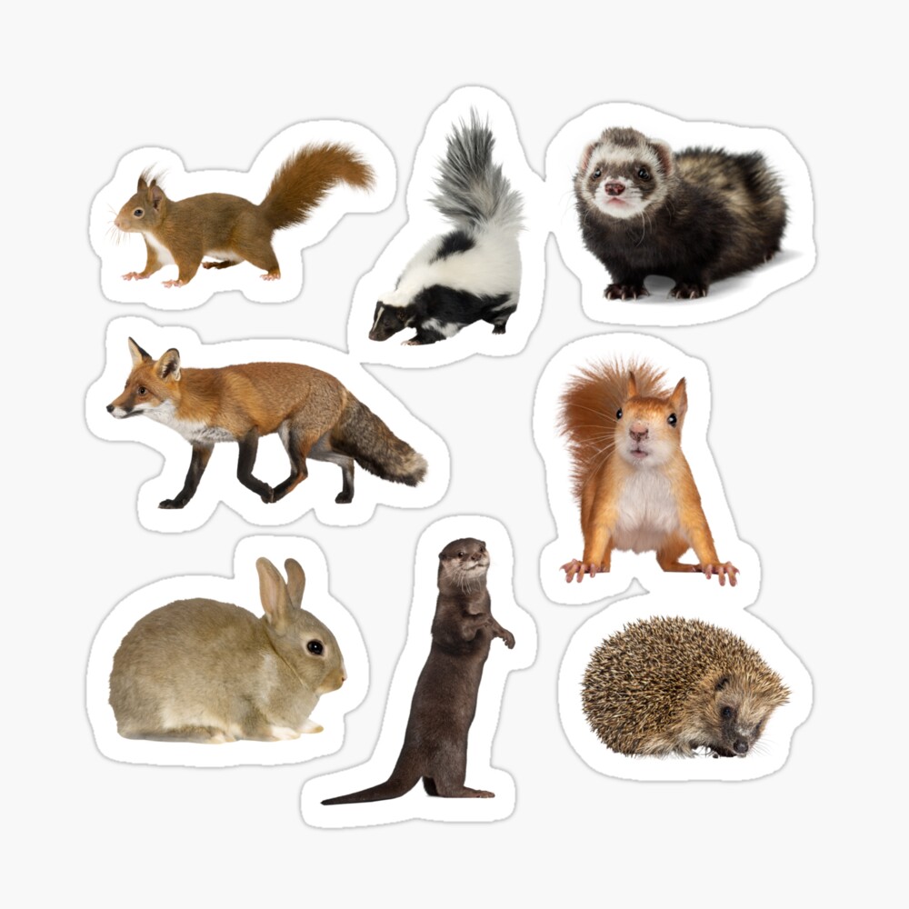 Animal Sticker Pack