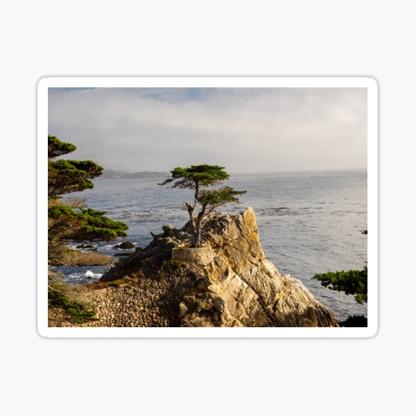 The Lone Cypress Sticker