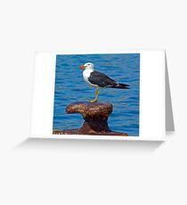 PACIFIC GULL 3 Greeting Card