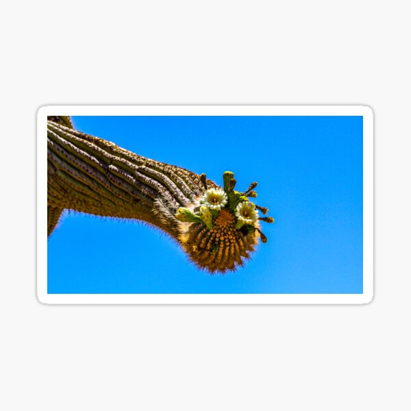 Flowering Cactus Sticker