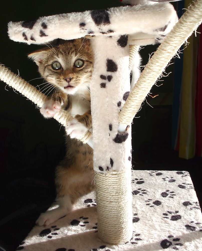 "Kitten playing on cat tree" by turniptowers Redbubble